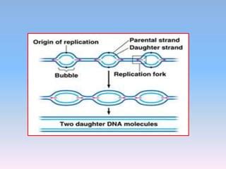 what is replicon in biology.